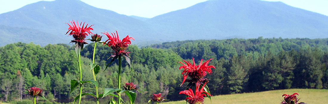 Flowers in the foreground, with an open field and forest with the Blue Ridge Mountains in the background