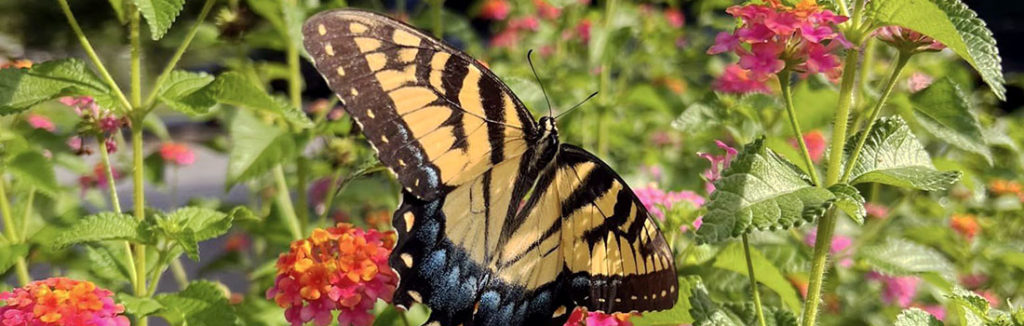 A butterfly on Lantana