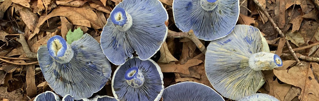 Lactarius indigo mushrooms laying on top of dried leaves