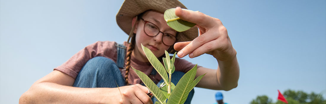 A student takes clippings of leaves off a milkweed plant
