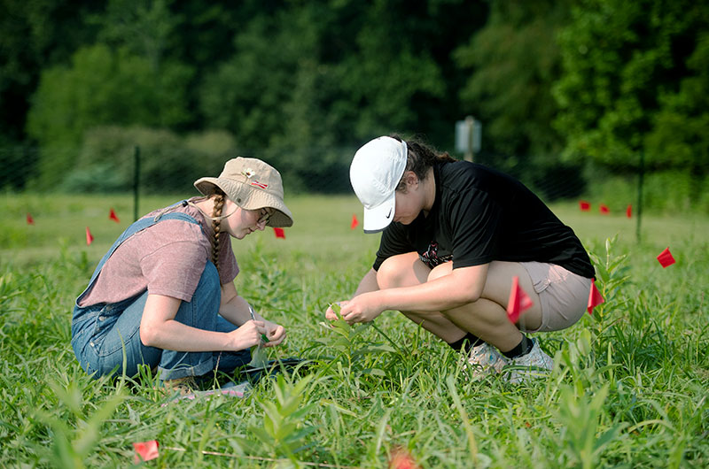 Two students collecting plant samples in an open field