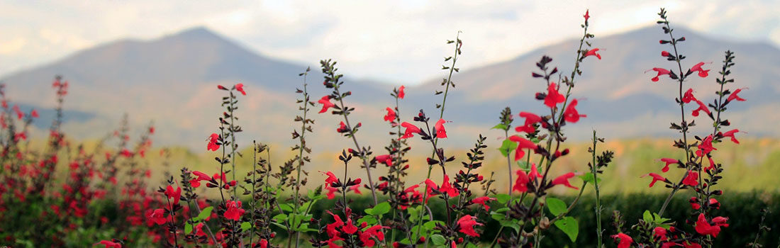 Red flowers flowers in the foreground with mountains in the background