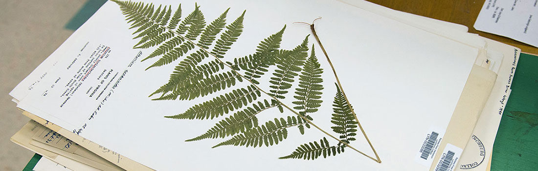 A fern specimen mounted on paper