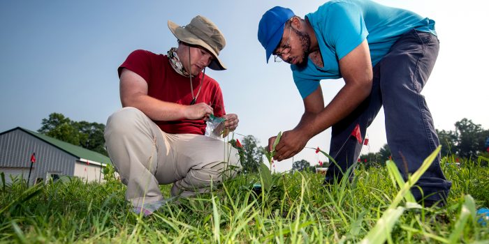 Milkweed Research Two students study a milkweek plant outside